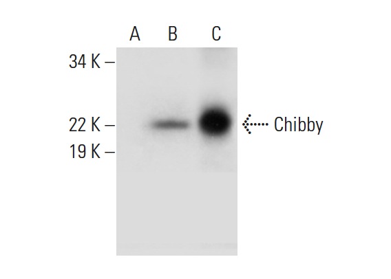  Chibby (C-10): sc-393295. Western blot analysis of Chibby expression in non-transfected: sc-117752 (A) and human Chibby transfected: sc-369175 (B) 293T whole cell lysates and human kidney tissue extract (C).