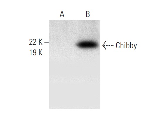  Chibby (G-4): sc-393327. Western blot analysis of Chibby expression in non-transfected: sc-117752 (A) and human Chibby transfected: sc-369175 (B) 293T whole cell lysates.