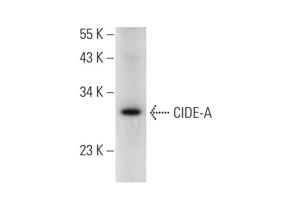  CIDE-A (M-20): sc-8732. Western blot analysis of CIDE-A expression in rat heart tissue extract.