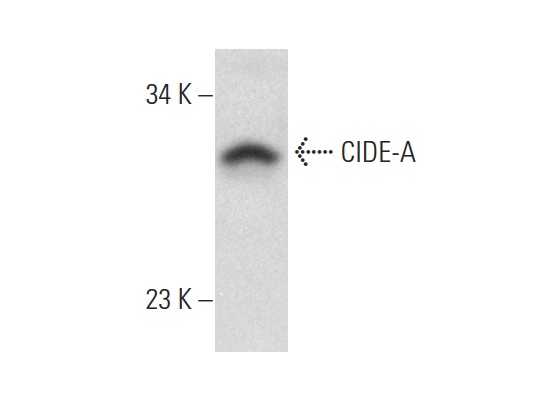  CIDE-A (H-75): sc-366814. Western blot analysis of CIDE-A expression in MCF7 whole cell lysate.