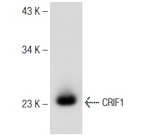  CRIF1 (H-9): sc-374122. Western blot analysis of CRIF1 expression in F9 whole cell lysate.