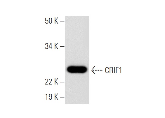  CRIF1 (H-9): sc-374122. Western blot analysis of CRIF1 expression in mouse heart tissue extract.