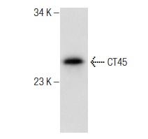  CT45 (G-15): sc-138225. Western blot analysis of CT45 expression in T-47D whole cell lysate.