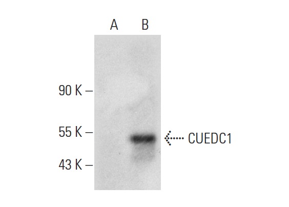  CUEDC1 (G-4): sc-393828. Western blot analysis of CUEDC1 expression in non-transfected: sc-117752 (A) and human CUEDC1 transfected: sc-116626 (B) 293T whole cell lysates.