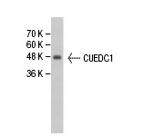  CUEDC1 (V-24): sc-101927. Western blot analysis of CUEDC1 expression in Hep G2 whole cell lysate.