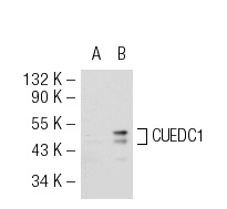  CUEDC1 (V-24): sc-101927. Western blot analysis of CUEDC1 expression in non-transfected: sc-117752 (A) and human CUEDC1 transfected: sc-116626 (B) 293T whole cell lysates.