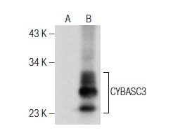  CYBASC3 (C-14): sc-138231. Western blot analysis of CYBASC3 expression in non-transfected: sc-117752 (A) and human CYBASC3 transfected: sc-116131 (B) 293T whole cell lysates.