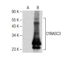  CYBASC3 (C-14): sc-138231. Western blot analysis of CYBASC3 expression in non-transfected: sc-117752 (A) and human CYBASC3 transfected: sc-116131 (B) 293T whole cell lysates.