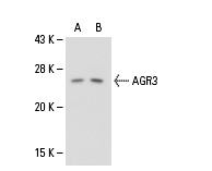  AGR3 (M-16): sc-54565. Western blot analysis of AGR3 expression in MCF7 (A) and SK-BR-3 (B) whole cell lysates.