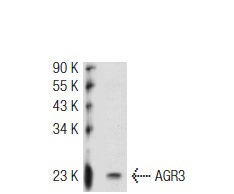  AGR3 (M-16): sc-54565. Western blot analysis of AGR3 expression in RAW 264.7 whole cell lysate.