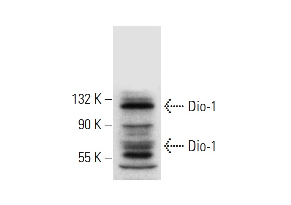  Dio-1 (C-10): sc-393453. Western blot analysis of Dio-1 expression in SP2/0 whole cell lysate.