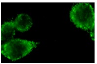  DMBT (N-20): sc-9572. Immunofluorescence staining of methanol-fixed HeLa cells showing cytoplasmic staining.