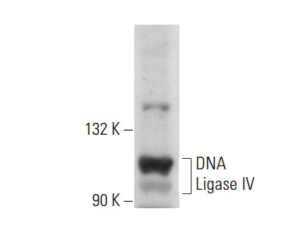  DNA Ligase IV (H-300): sc-28232. Western blot analysis of DNA Ligase IV expression in HeLa whole cell lysate.