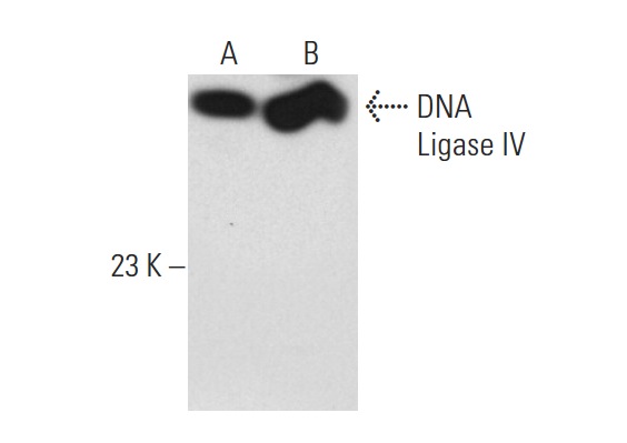  DNA Ligase IV (H-300): sc-28232. Western blot analysis of DNA Ligase IV expression in HeLa (A) and Ramos (B) whole cell lysates.