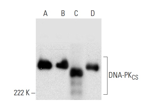  DNA-PK<sub>CS</sub> (E-3): sc-390495. Western blot analysis of DNA-PK<sub>CS </sub> expression in K-562 (A), MOLT-4 (B), HeLa (C) and CCRF-CEM (D) whole cell lysates.