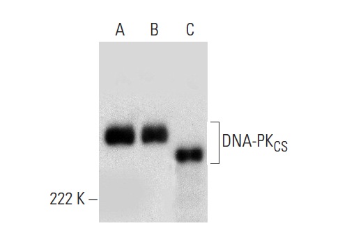  DNA-PK<sub>CS</sub> (E-6): sc-390698. Western blot analysis of DNA-PK<sub>CS</sub> expression in K-562 (A), MOLT-4 (B), HeLa (C) and CCRF-CEM (D) whole cell lysates.