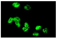  DNA-PK<sub>CS</sub> (G-4): sc-5282. Immunofluorescence staining of methanol-fixed HeLa cells showing nuclear staining.