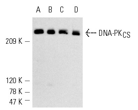  DNA-PK<sub>CS</sub> (G-4): sc-5282. Western blot analysis of DNA-PK<sub>CS</sub> expression in MOLT-4 (A), HeLa (B), K-562 (C) and CCRF-CEM (D) whole cell lysates.