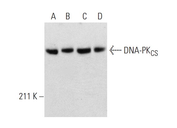  DNA-PK<sub>CS</sub> (G-12): sc-390849. Western blot analysis of DNA-PK<sub>CS</sub> expression in K-562 (A), MOLT-4 (B), HeLa (C) and CCRF-CEM (D) whole cell lysates.