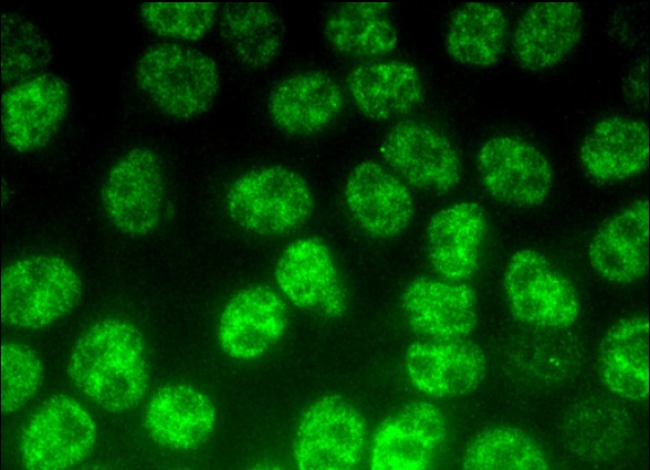  DNA-PK<sub>CS</sub> (G-12): sc-390849. Immunofluorescence staining of methanol-fixed HeLa cells showing nuclear localization.