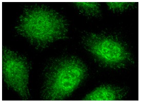  DNA-PK<sub>CS</sub> (C-19): sc-1552. Immunofluorescence staining of methanol-fixed HeLa cells showing nuclear and cytoplasmic localization.