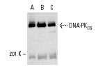  DNA-PK<sub>CS</sub> (H-163): sc-9051. Western blot analysis of DNA-PK<sub>CS</sub> expression in RAW 264.7 (A), M1 (B) and WR19L (C) whole cell lysates.