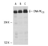  DNA-PK<sub>CS</sub> (H-163): sc-9051. Western blot analysis of DNA-PK<sub>CS</sub> expression in HeLa (A), MOLT-4 (B) and K-562 (C) whole cell lysates.