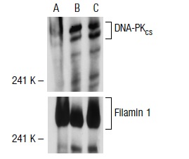  DNA-PK<sub>CS</sub> shRNA Plasmid (h): sc-35200-SH. Western blot analysis of human DNA-PK<sub>CS</sub> expression in DNA-PK<sub>CS</sub> shRNA Plasmid transfected: sc-35200 (A), control shRNA Plasmid transfected: sc-108060 (B) and non-transfected (C) 293T cells. Blot probed with DNA-PK<sub>CS</sub> (H-163): sc-9051. Filamin 1 (E-3): sc-17749 used as specificity and loading control.