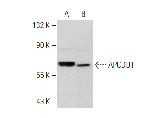  APCDD1 (D-17): sc-84694. Western blot analysis of APCDD1 expression in NCI-H226 (A) and HeLa (B) whole cell lysates.