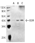  EI24 (H-20): sc-11724. Western blot analysis of EI24 expression in HeLa (A), HeLa + etoposide (B) and NIH/3T3 (C) whole cell lysates. 