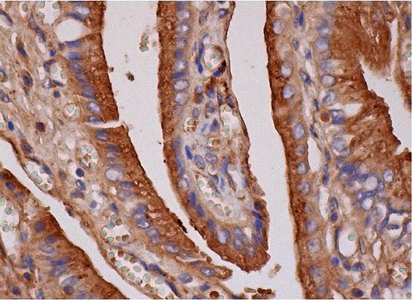  EI24 Antibody (H-20): sc-11724. Immunoperoxidase staining of formalin fixed, paraffin-embedded human gall bladder tissue showing cytoplasmic staining of glandular cells.