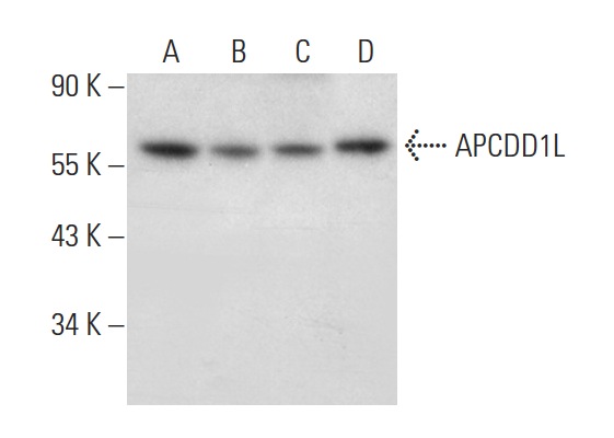  APCDD1L (F-5): sc-398858. Western blot analysis of APCDD1L expression in K-562 (A), SH-SY5Y (B), MIA PaCa-2 (C) and HeLa (D) whole cell lysates.