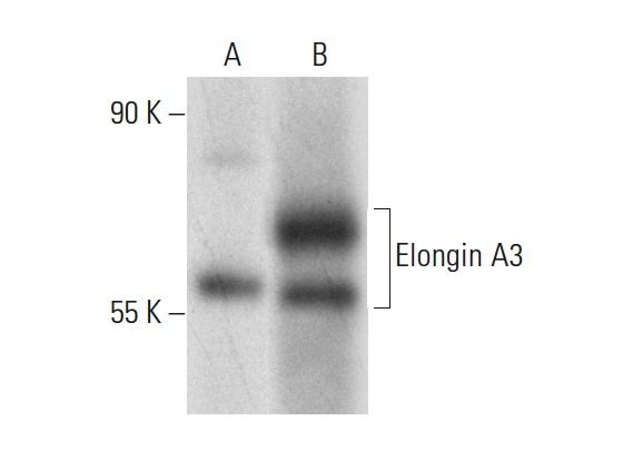  Elongin A3 (S-16): sc-84811. Western blot analysis of Elongin A3 expression in human colon (A) and human kidney (B) tissue extracts.