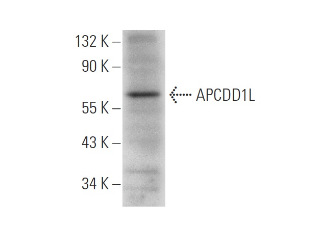  APCDD1L (F-5): sc-398858. Western blot analysis of APCDD1L expression in Caki-1 whole cell lysate.