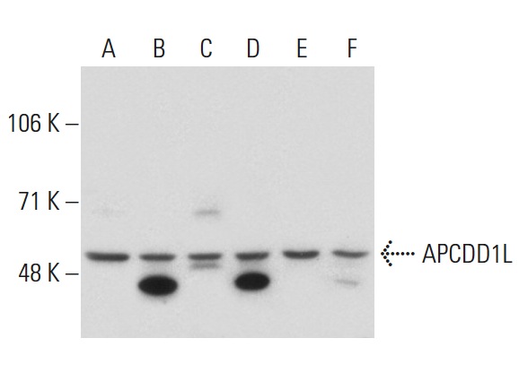  APCDD1L (G-16): sc-85273. Western blot analysis of APCDD1L expression in Hep G2 (A), K-562 (B), Hs 67 (C), SH-SY5Y (D), MIA PaCa-2 (E) and Caki-1 (F) whole cell lysates.