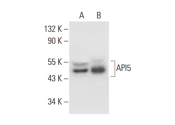  API5 (D-1): sc-393341. Western blot analysis of API5 expression in HeLa (A) and SW480 (B) whole cell lysates.