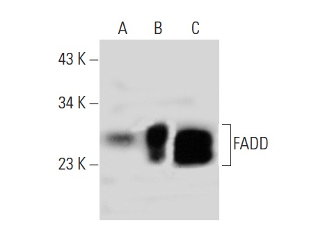  FADD (G-4): sc-271748. Western blot analysis of FADD expression in non-transfected 293T: sc-117752 (A), mouse FADD transfected 293T: sc-126821 (B) and A-431 (C) whole cell lysates.