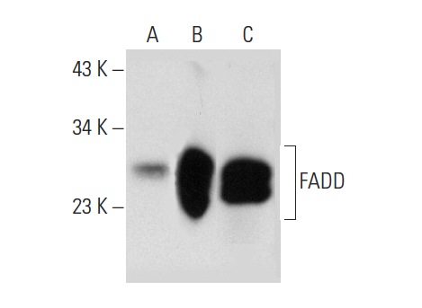  FADD (G-4): sc-271748. Western blot analysis of FADD expression in non-transfected 293T: sc-117752 (A), mouse FADD transfected 293T: sc-126822 (B) and A-431 (C) whole cell lysates.