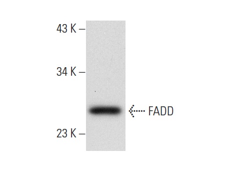  FADD (G-4): sc-271748. Western blot analysis of FADD expression in SW480.