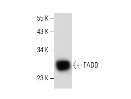  FADD (H-10): sc-271520. Western blot analysis of FADD expression in THP-1 whole cell lysate.