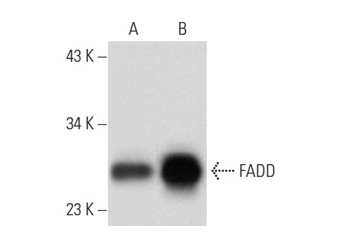  FADD (H-10): sc-271520. Western blot analysis of FADD expression in SW480 (A), THP-1 (B) and A-431 (C) whole cell lysates.