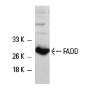  FADD (H-181): sc-5559. Western blot analysis of human recombinant FADD expression in A-431 cells.