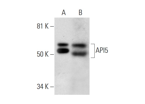  API5 (E-12): sc-374528. Western blot analysis of API5 expression in Y79 (A) and A549 (B) nuclear extracts.