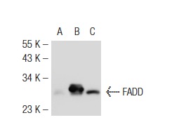  FADD (H-181): sc-5559. Western blot analysis of FADD expression in non-transfected 293T: sc-117752 (A), mouse FADD transfected 293T: sc-126822 (B) and SW480 (C) whole cell lysates.