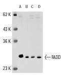  FADD (S-18): sc-6035. Western blot analysis of FADD expression in THP-1 (A), SW480 (B), NIH/3T3 (C) and 3611-RF (D) whole cell lysates.