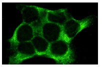  p-FADD (Ser 194): sc-12439. Immunofluorescence staining of methanol-fixed A-431 cells showing cytoplasmic staining.