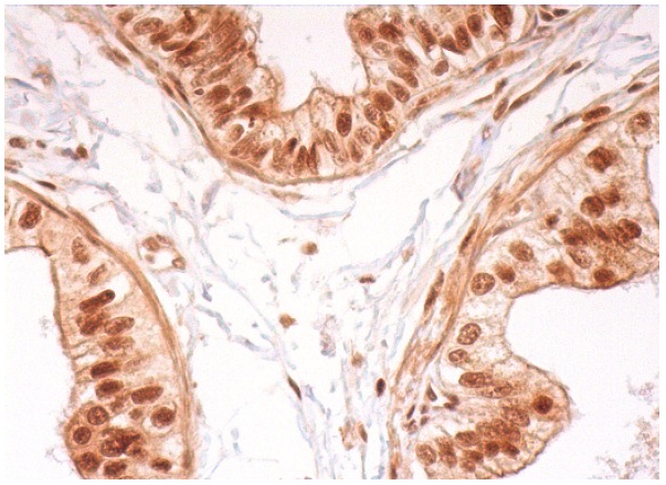  p-FADD (Ser 194)-R: sc-12439-R. Immunoperoxidase staining of formalin fixed, paraffin-embedded human epididymis tissue showing nuclear staining of glandular cells.