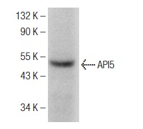  API5 (E-12): sc-374528. Western blot analysis of API5 expression in HeLa whole cell lysate.