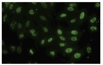  FAF1 (92-B): sc-101255. Immunofluorescence staining of paraformaldehyde-fixed HeLa cells showing nuclear localization.