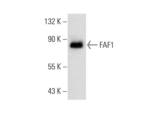  FAF1 (92-B): sc-101255. Western blot analysis of FAF1 expression in 293T whole cell lysate.